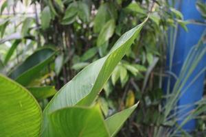 photo of green leaves in children's garden