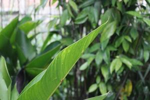 foto de verde hojas en para niños jardín