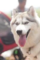 happy siberian husky dog face close up on the field in spring season and blue sky with dog cart background photo