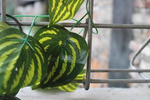 photo of synthetic leaf vines on iron bars