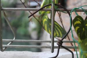 photo of synthetic leaf vines on iron bars