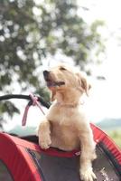 close up golden retriever puppy face in red dog cart with spring time field and blue sky background photo