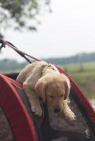 cerca arriba dorado perdiguero perrito cara en rojo perro carro con primavera hora campo y azul cielo antecedentes foto