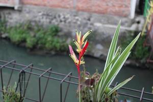 red yellow flowers blooming in the garden photo