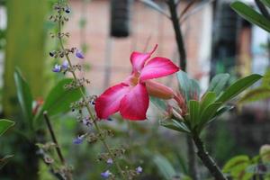 rosado flores floración en el jardín foto