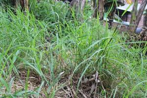 view of green lush grass photo