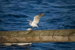 seagull bird white photo