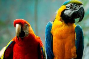 parrot bird animal photo
