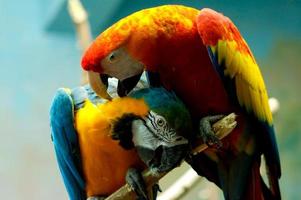 parrot bird animal photo