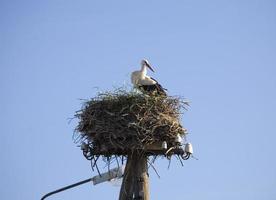 strok in nest photo