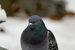 wild free pigeon sitting on a fence in a winter snowy scenery in the background photo