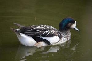 duck on farm photo