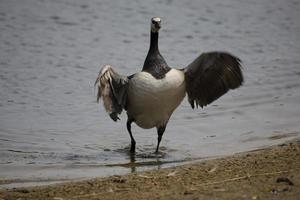 goose on lake photo