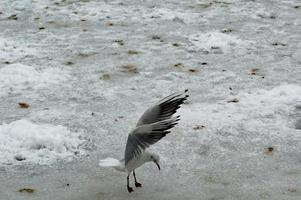gratis pájaro golondrina de mar en blanco nieve ondulación alas foto