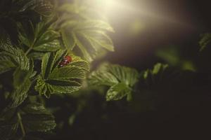 a spring shrub with green leaves and a red ladybug in the warmth of the afternoon sun photo