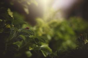 a spring shrub with green leaves and a red ladybug in the warmth of the afternoon sun photo