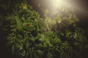 a spring shrub with green leaves and a red ladybug in the warmth of the afternoon sun photo