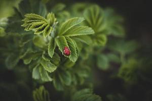 a spring shrub with green leaves and a red ladybug in the warmth of the afternoon sun photo