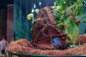 delicate colorful cultured butterfly in the butterfly house in close-up photo