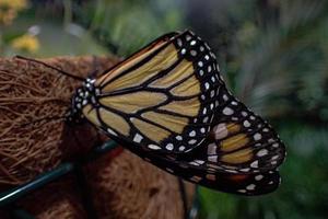 delicate colorful cultured butterfly in the butterfly house in close-up photo