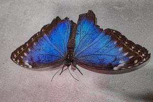 delicate colorful cultured butterfly in the butterfly house in close-up photo