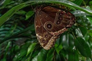 delicado vistoso culto mariposa en el mariposa casa en de cerca foto