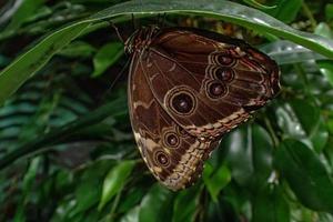 delicate colorful cultured butterfly in the butterfly house in close-up photo