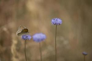 little brown butterfly sitting on a summer blue flower in a meadow photo