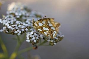 brown butterfly sitting on a summer white flower photo