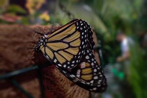 delicate colorful cultured butterfly in the butterfly house in close-up photo