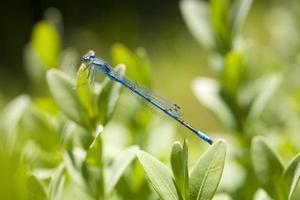 pequeño depredador azul libélula entre verde hojas en el calentar Brillo Solar foto