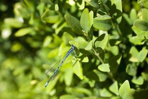 little predatory blue dragonfly among green leaves in the warm sunshine photo