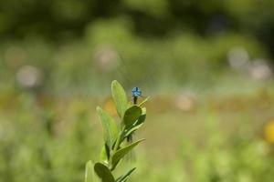 pequeño depredador azul libélula entre verde hojas en el calentar Brillo Solar foto