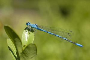 pequeño depredador azul libélula entre verde hojas en el calentar Brillo Solar foto