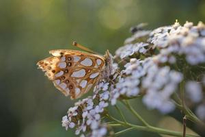 brown butterfly sitting on a summer white flower photo