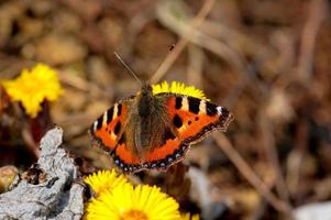 butterfly on flower photo