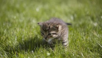 kitty on grass photo