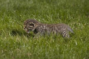 kitty on grass photo