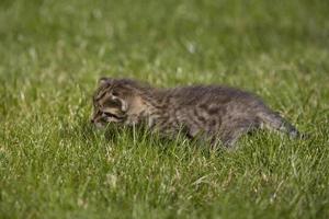 kitty on grass photo