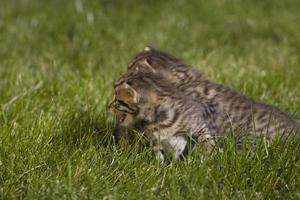 kitty on grass photo