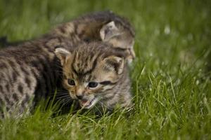 kitty on grass photo