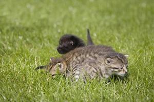 kitty on grass photo