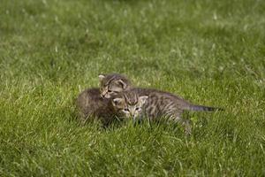 kitty on grass photo