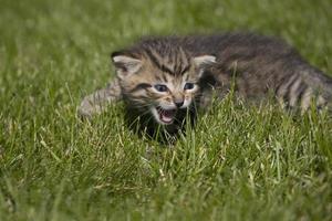 kitty on grass photo