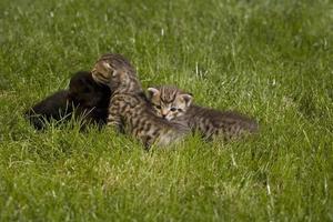 kitty on grass photo