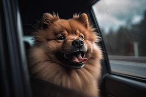 Happy dog looks out from car window. Road trip with dog. photo