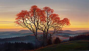 Attractive European Beech, Fagus sylvatica at dawn on the Schauinsland, with view of the Belchen. photo