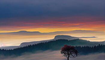 European Beech, Fagus sylvatica at dawn on the Schauinsland, with view of the Belchen. photo