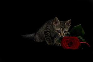 kitty whit red rose photo