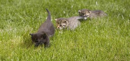 kitty on grass photo